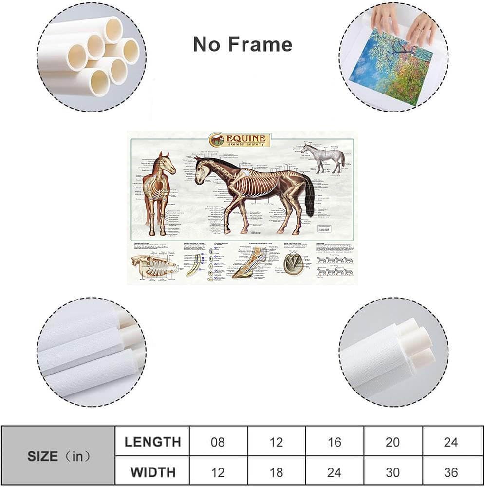 The anatomical structure of horse bones Posters Horse Knowledge Farm Club School Education Kitchen Home Wall Decoration Gift 16x24in Unframed