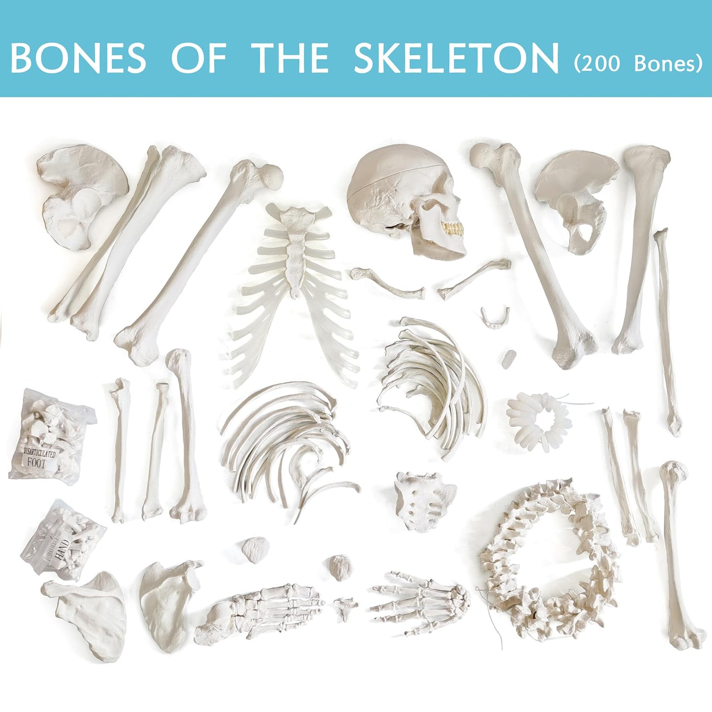 Human Model of Skeleton for Anatomy 67“ High with 200+ Bones Structures,Scientific Disarticulated Human Model of Skeleton Bundle for Anatomy, Bones, Articulated Hand & Foot