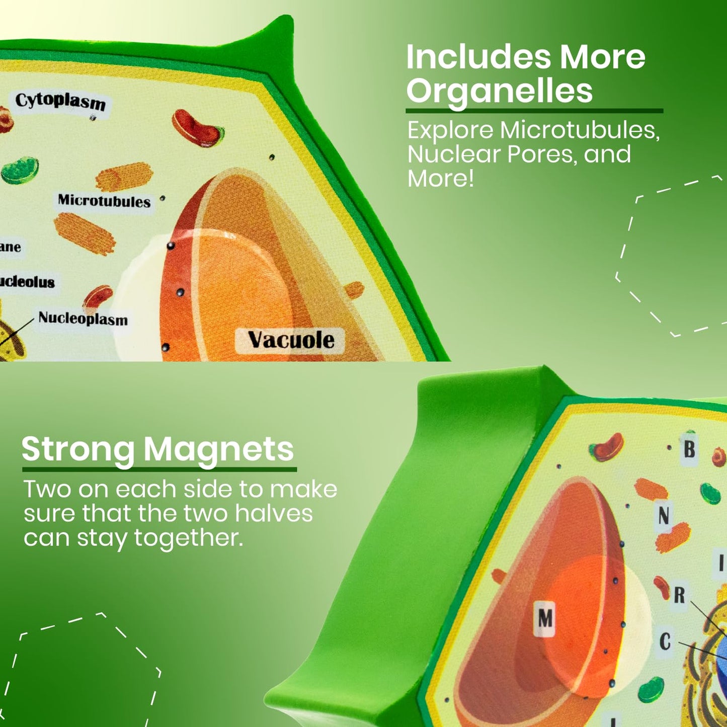 Merhoff & Larkin Animal & Plant Cell Cross Sectional Foam Models Bundle | Great for Classroom Learning, Teaching & STEM Kits | Clearly Labeled Organelles | Useful for Biology, Anatomy & Scie