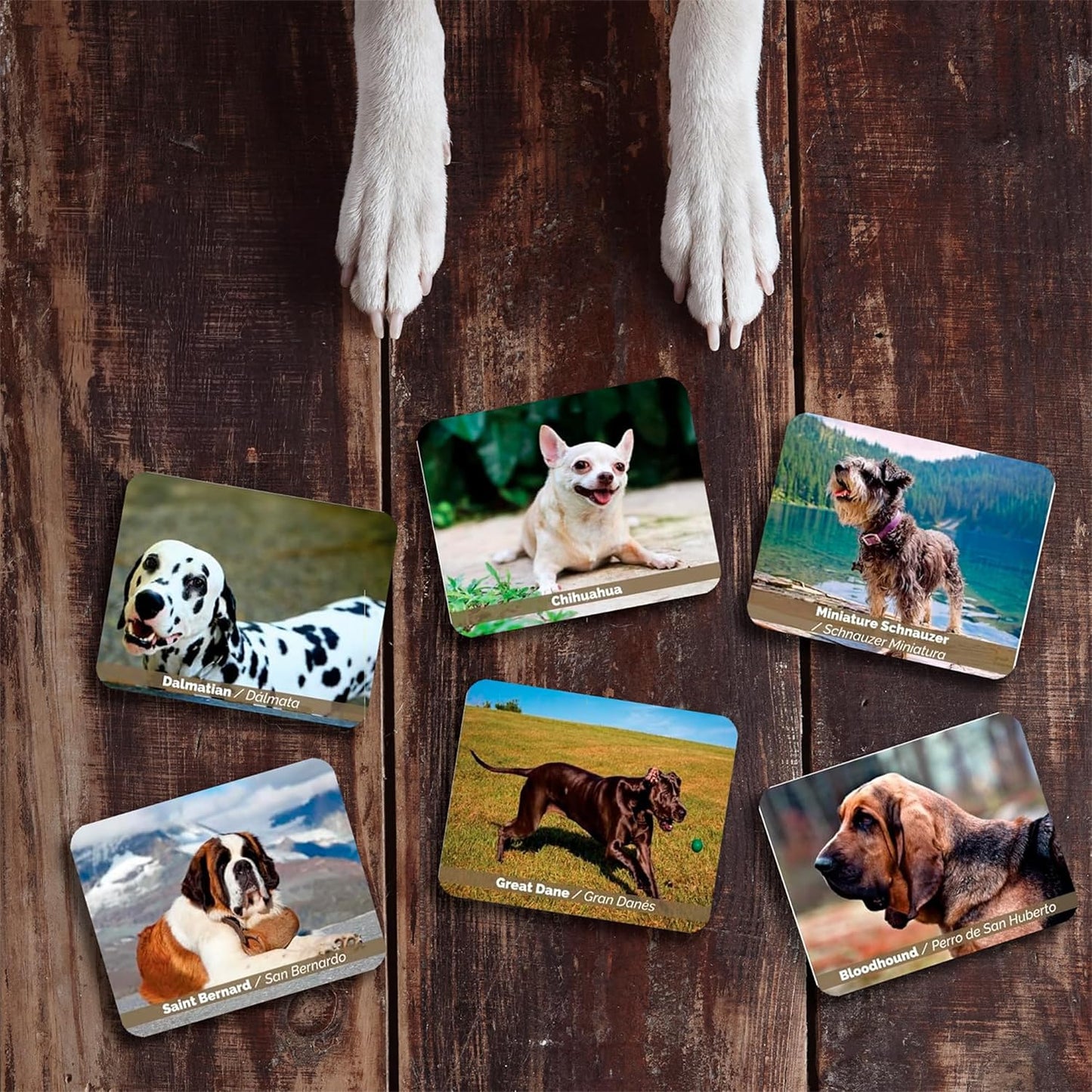 Menique – Dogs Memory Matching Game – Bilingual – 80 Cards (40 Pairs) with Real Photographs – Educational Game for Kids and Adults