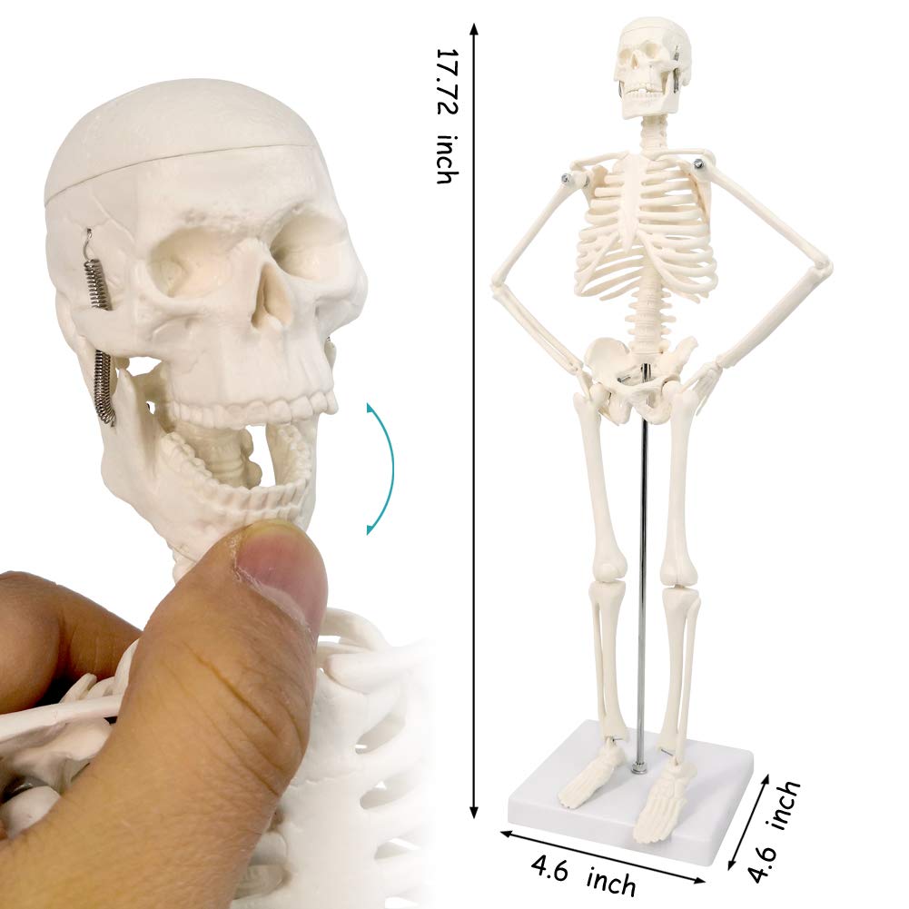 Human Skeleton Model,Heart Models-Best Anatomy Model Bundle Set of 3 Hands-on 3D Model Study Tools for Medical Student or as Educational Kit