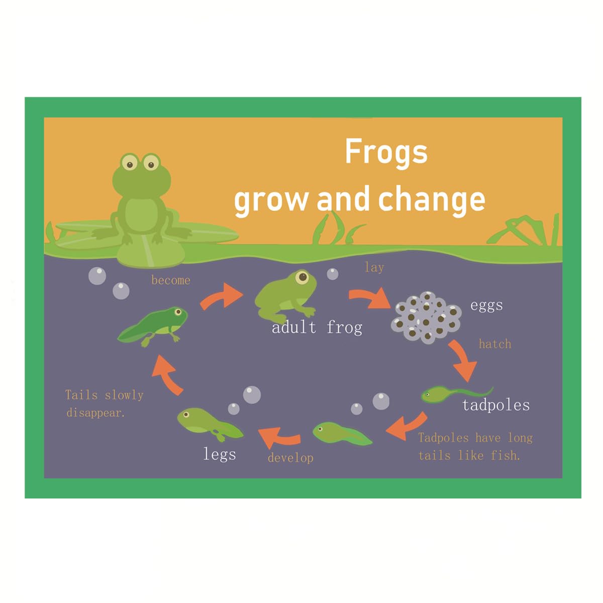 Frogs grow and change Mind Mapping| Educational Posters for Toddlers and Kids | English Teaching Aid Tool| Handy Wall English Charts Reference for Students| Great for School Classroom Décor(17x24in)