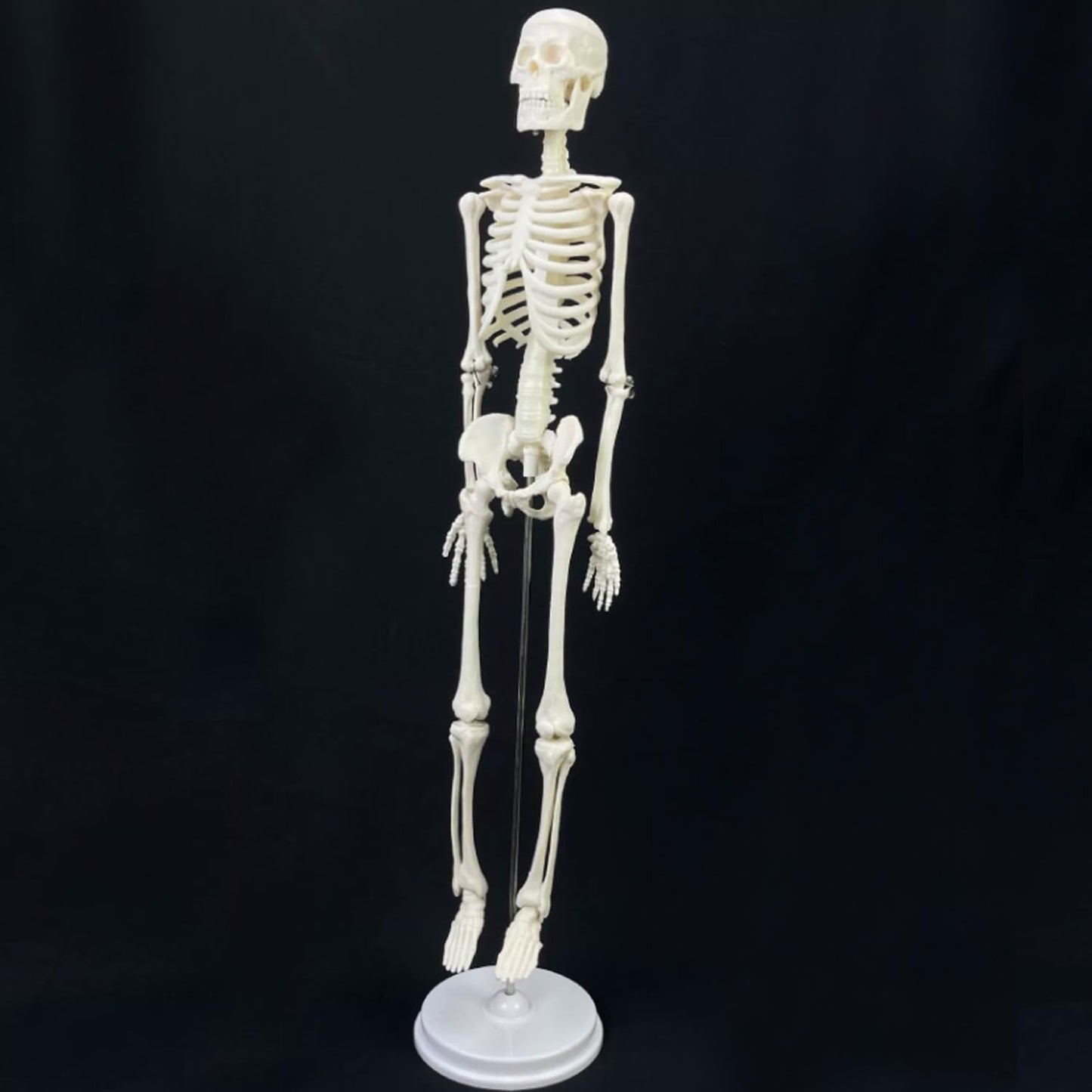 Mini Human Skeleton Model, 17.7 inch, Movable Arms and Legs, Educational Anatomy Teaching Tool with Stand (Free Human Skeleton Poster)