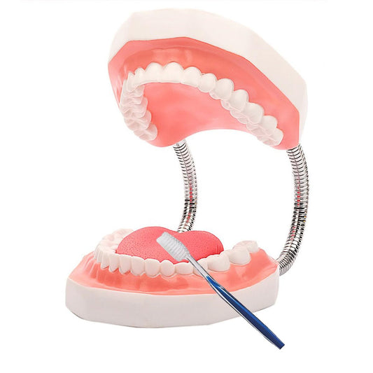 MINTOOTHPRO Giant Dental Model with Toothbrush, 6X Life Size Oral Demonstration Model, Full Mouth Typodont for Teaching, Student Study, Dentist Communication, Health Education Tool
