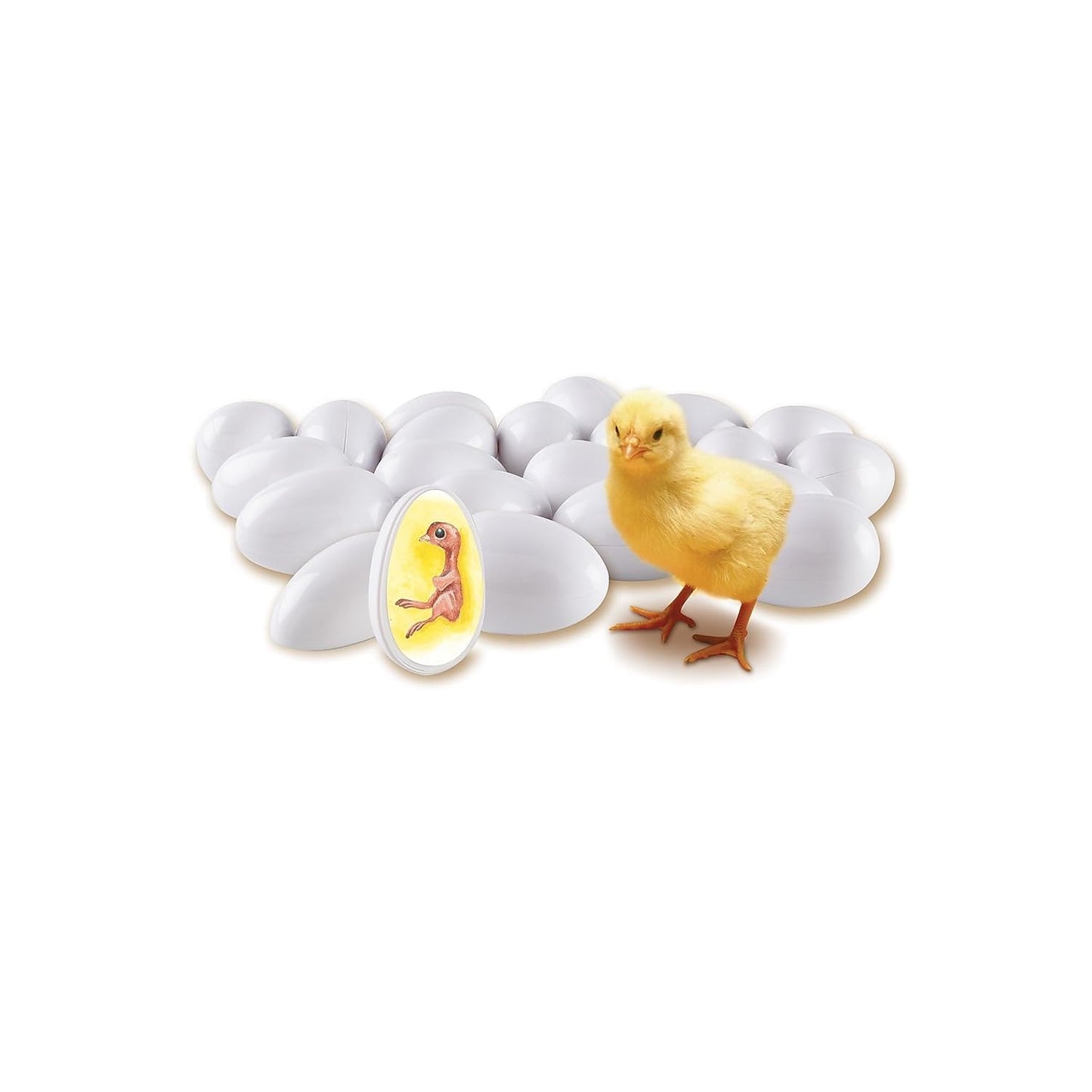 Learning Resources Chick Life Cycle Exploration Set - 21 Pieces, Ages 5+ Science Exploration Toys for Kids, Kindergartner Activities, Chicken Toys