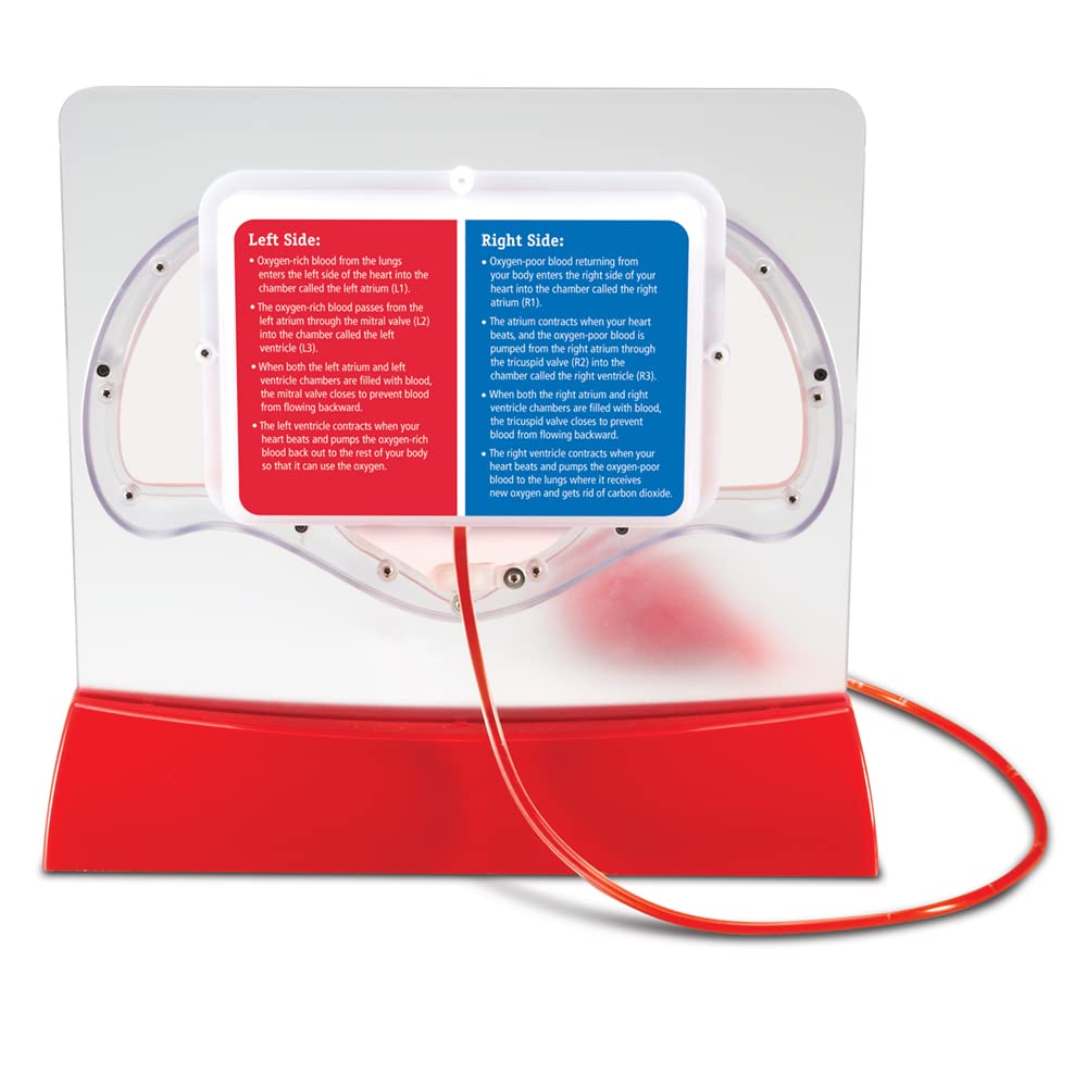 Learning Resources Pumping Heart Model - Science Classroom Must Haves, STEM Student Essentials, Practice Anatomy, Cardiology Artery and Veins Study Tools, Back to School Supplies for Teachers