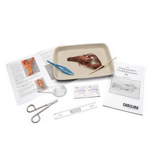 Carolina Biological Supply Young Scientist Crayfish Introductory-Level Dissection Kit - Single Station 1-2 Student Crawfish Anatomy Kit | Includes Teacher’s Manual and Step-By-Step Student Guide