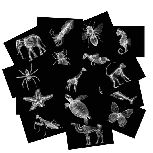 BAOGETONGLER Animal X-ray Educational Set 15 Pieces for Light Table Science Learning