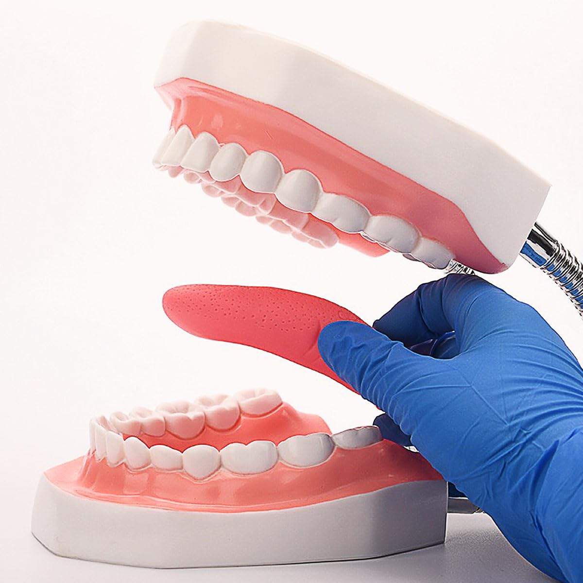 MINTOOTHPRO Giant Dental Model with Toothbrush, 6X Life Size Oral Demonstration Model, Full Mouth Typodont for Teaching, Student Study, Dentist Communication, Health Education Tool
