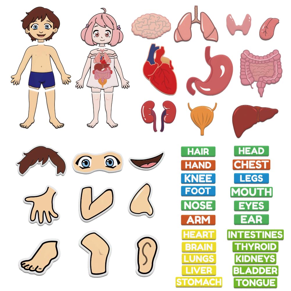 BEUNITONE Body Parts Learning Felt Story Board for Family 48 Pcs Large Preschool Human Organ Name Words Useful Felt Story Board Set Wall Activity for Birthday Christmas New Year Gifts