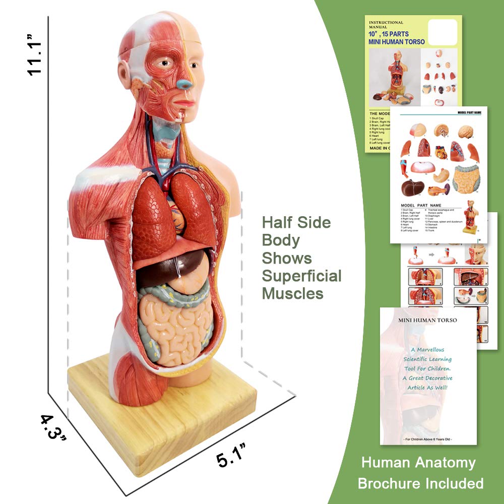 Human Skeleton Model,Heart Models-Best Anatomy Model Bundle Set of 3 Hands-on 3D Model Study Tools for Medical Student or as Educational Kit