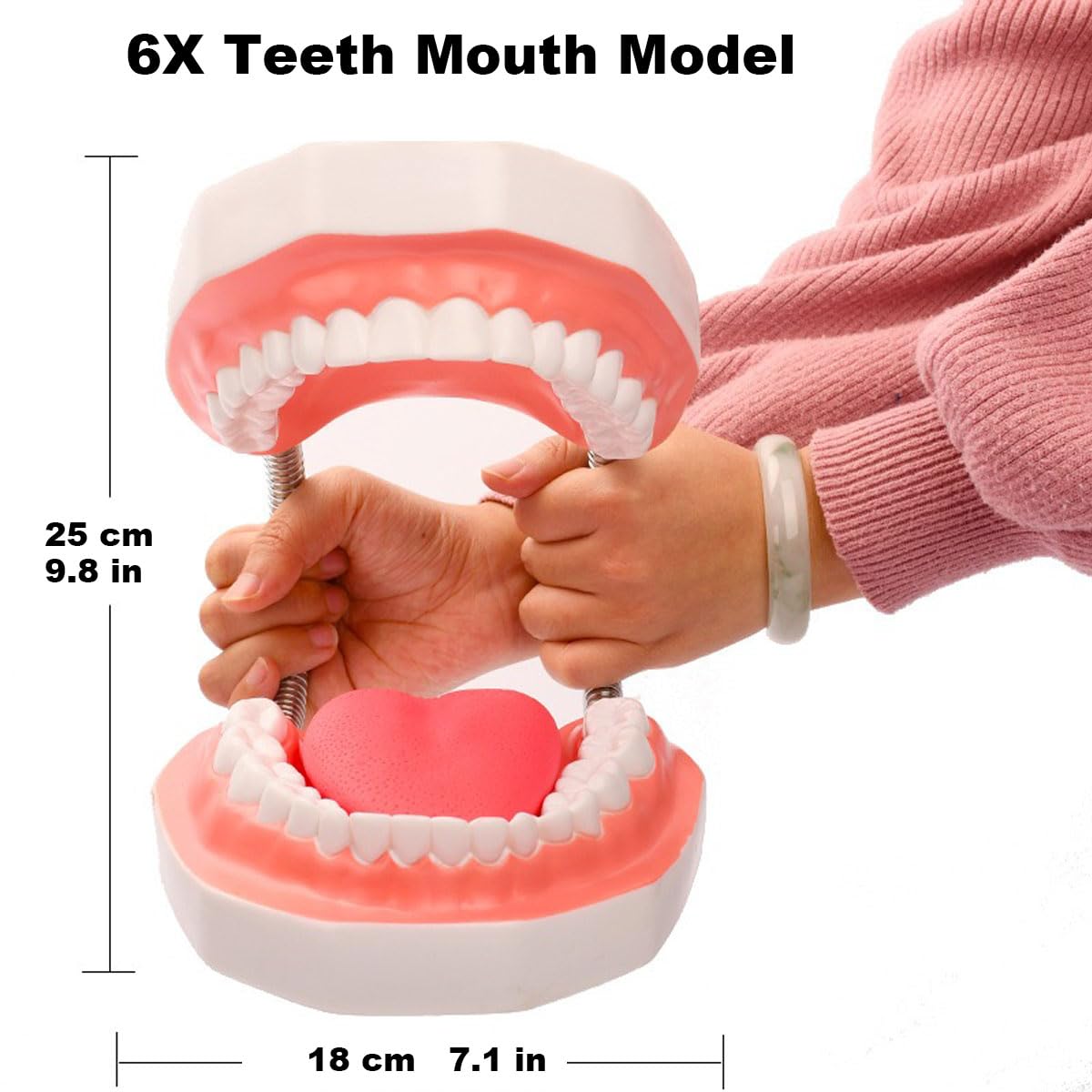 MINTOOTHPRO Giant Dental Model with Toothbrush, 6X Life Size Oral Demonstration Model, Full Mouth Typodont for Teaching, Student Study, Dentist Communication, Health Education Tool