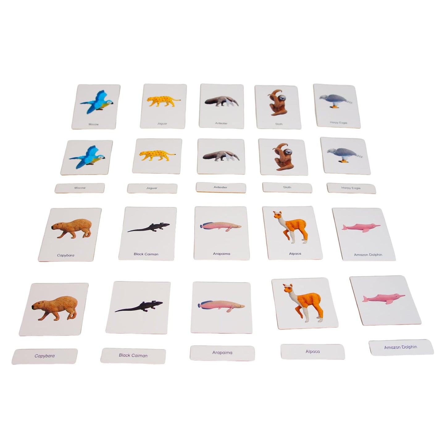 ancona South American Animals, Spanish/English Bilingual, Montessori Preschool Memory Matching Game Box Set with Animal Figurines & 3-Part Cards, Early Education Toy