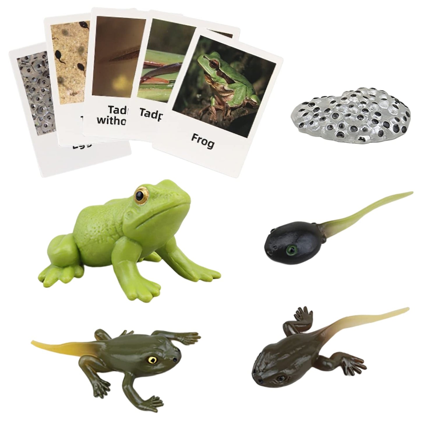 MIKNEKE Montessori Frog Life Cycle with Flash Cards, Plastic Insects Tadpole to Frog Kit Toy, Realistic Animal Figurines