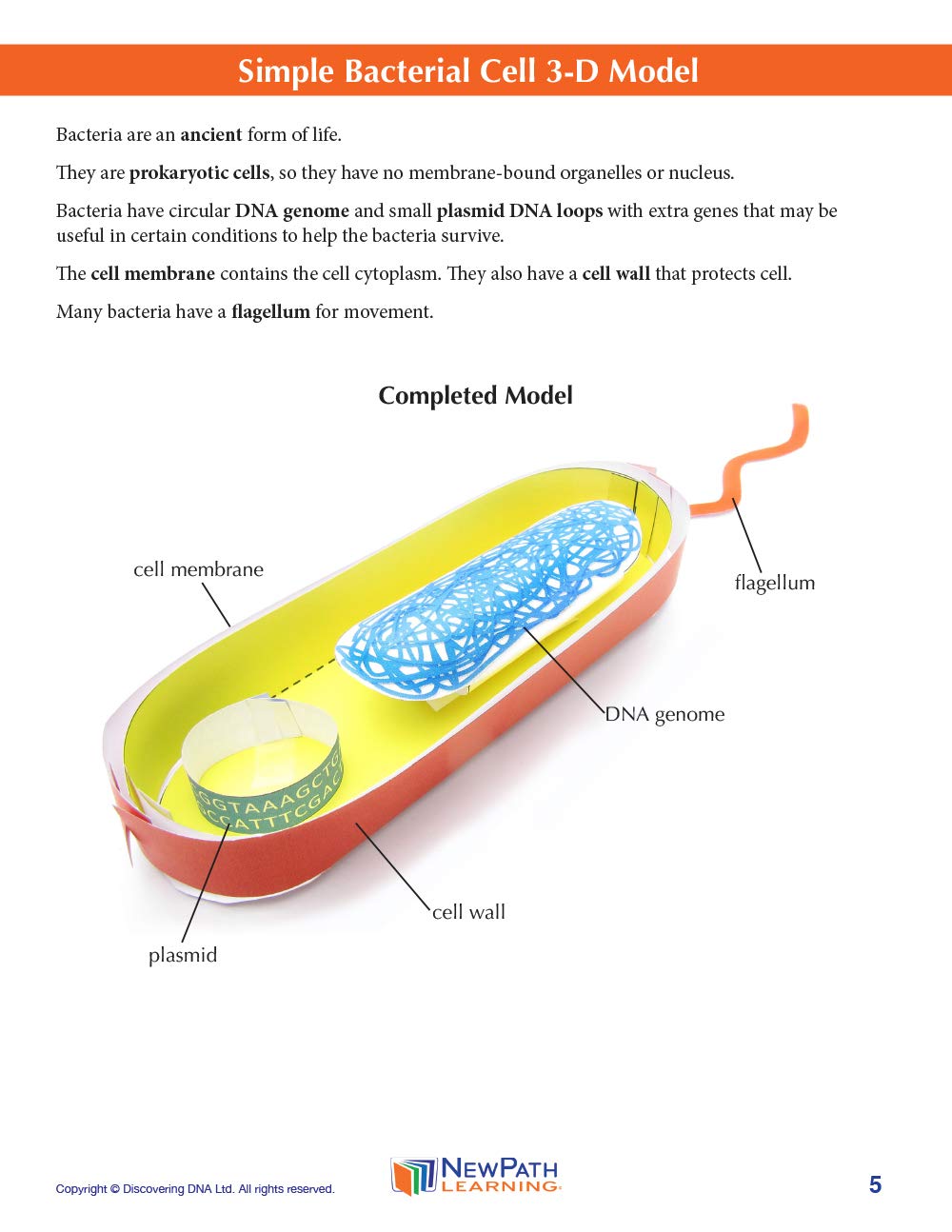 NewPath Simple Bacterial Cell 3-D Paper Model Making Kit - Individual Student Edition (24-7730)