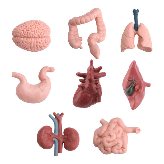 16PCS Mini Human Body Model,Miniatures Body Parts Anatomy Sets,3D Model Study Tools Kit for Anatomy Physiology Study Tools for Learning(2pcs per Model)