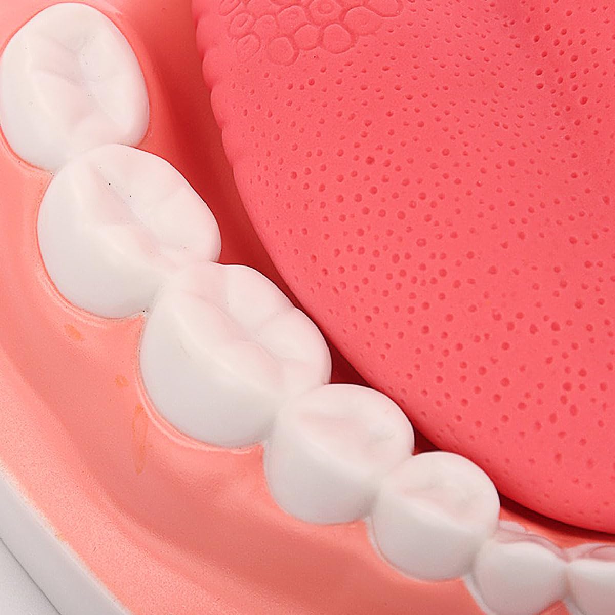 MINTOOTHPRO Giant Dental Model with Toothbrush, 6X Life Size Oral Demonstration Model, Full Mouth Typodont for Teaching, Student Study, Dentist Communication, Health Education Tool