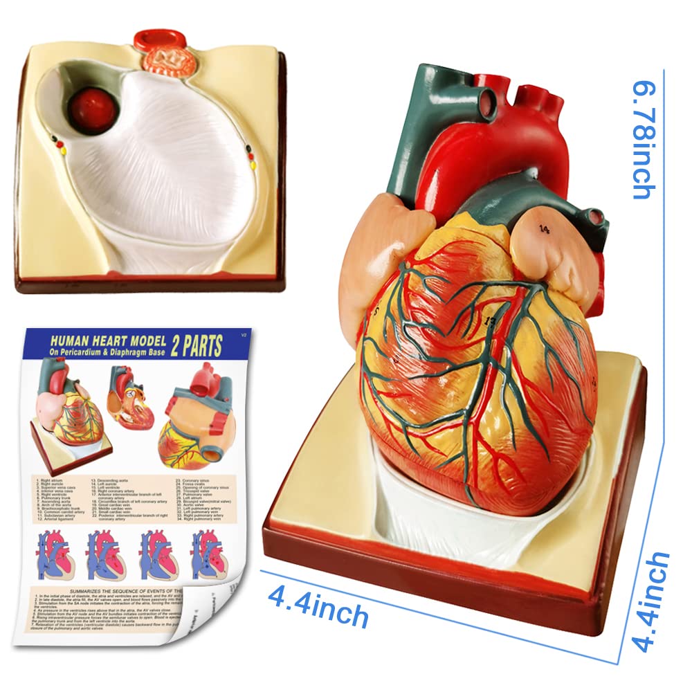 Human Skeleton Model,Skull Model,Heart Models-Best Anatomy Model Bundle Set of 3 Hands-on 3D Model Study Tools for Medical Student or as Educational Kit for Kids