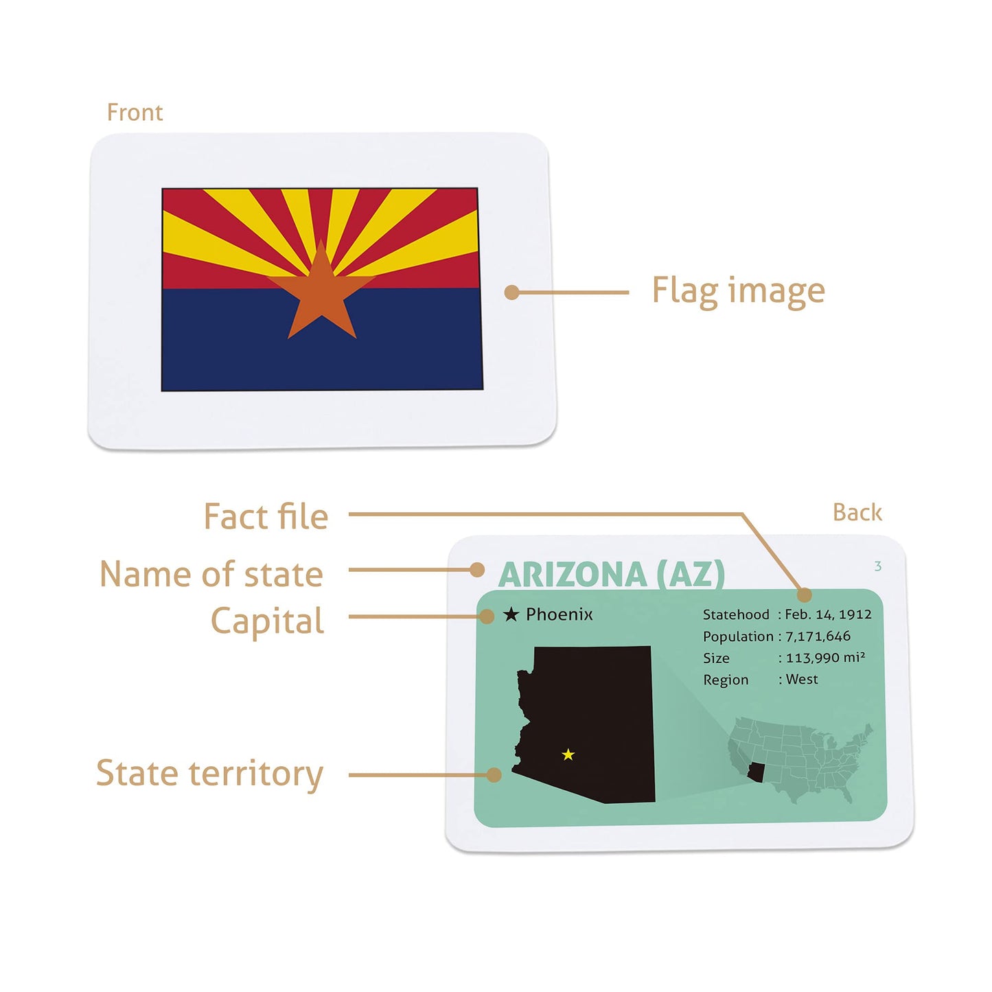 CARDDIA | U.S. State Flags Flashcards | 50 States with Names, Abbreviations, Capitals & Facts | Educational & Durable | Geography Learning Tools for Kids & Adults