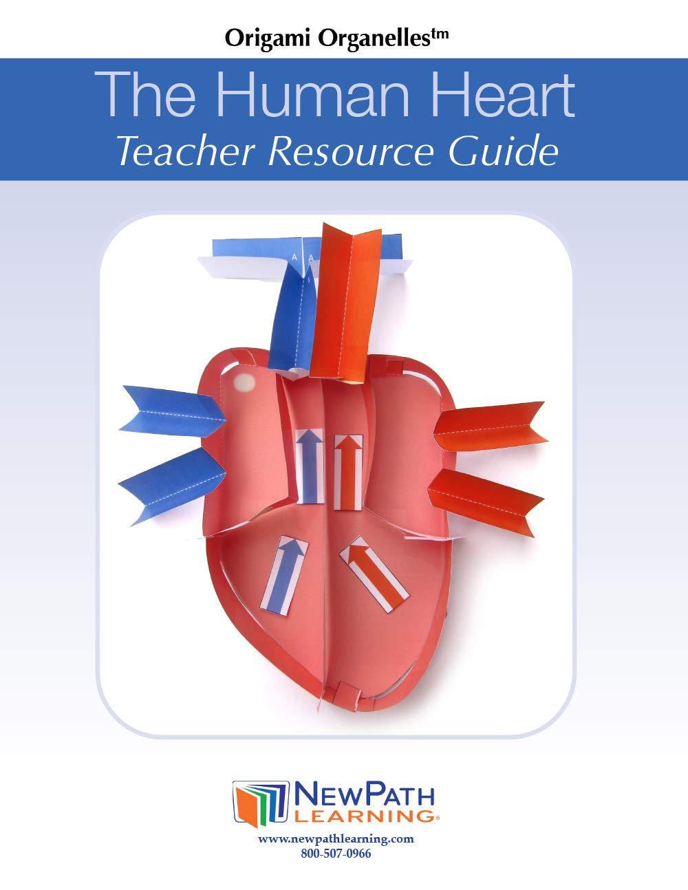NewPath Learning Human Heart 3-D Paper Model Making Kit, Set/5 Full-Color, Paper Model Templates & Teacher Guide (24-7775)