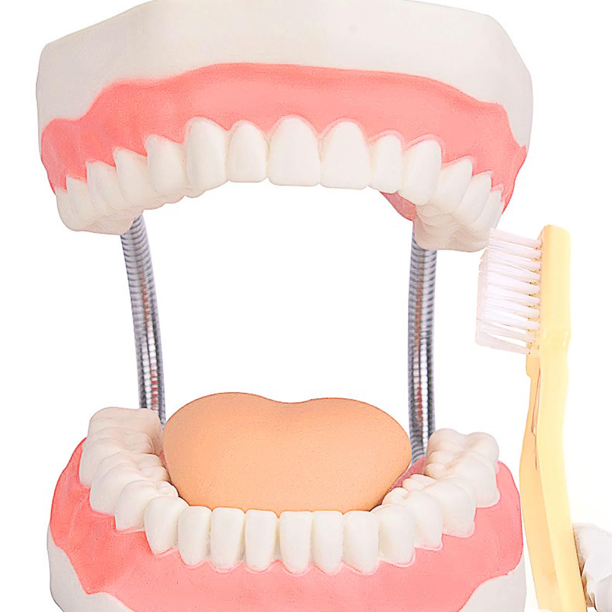MINTOOTHPRO Giant Dental Model with Toothbrush, 6X Life Size Oral Demonstration Model, Full Mouth Typodont for Teaching, Student Study, Dentist Communication, Health Education Tool