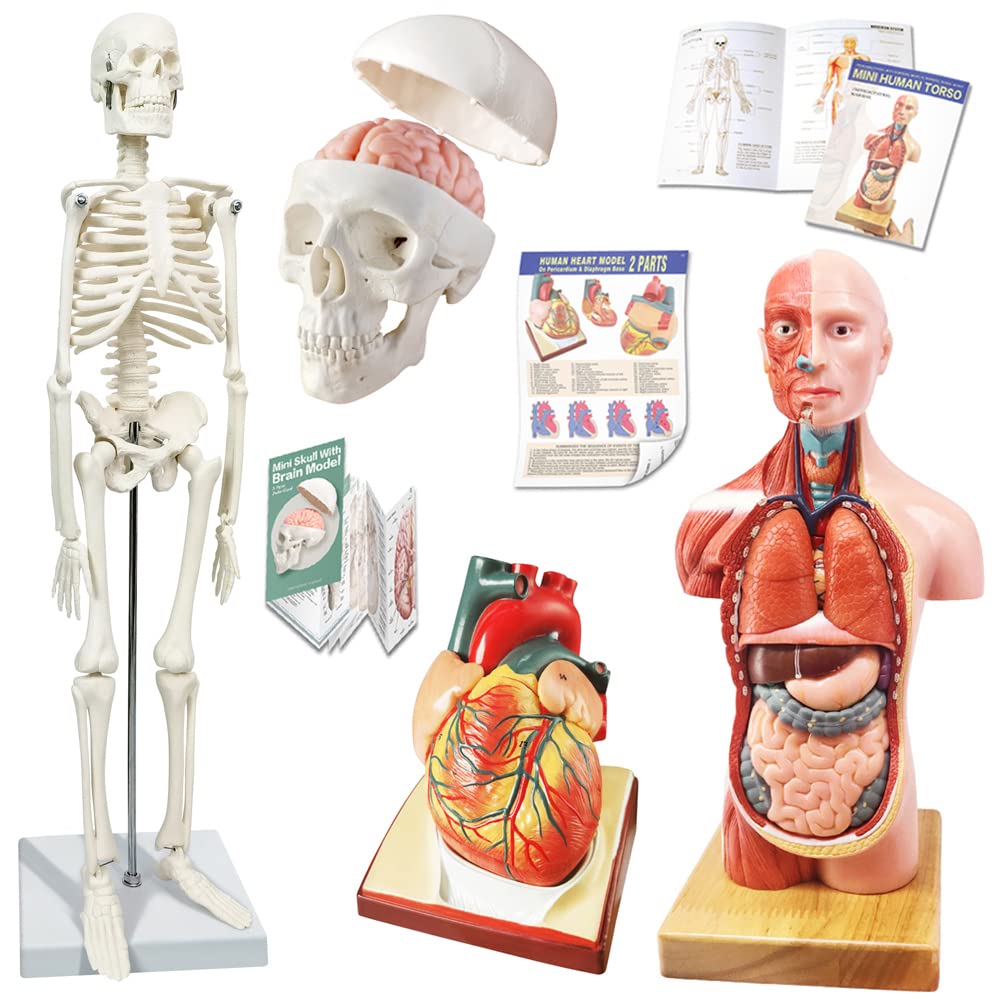 Human Skeleton Model,Skull Model,Heart Models-Best Anatomy Model Bundle Set of 3 Hands-on 3D Model Study Tools for Medical Student or as Educational Kit for Kids