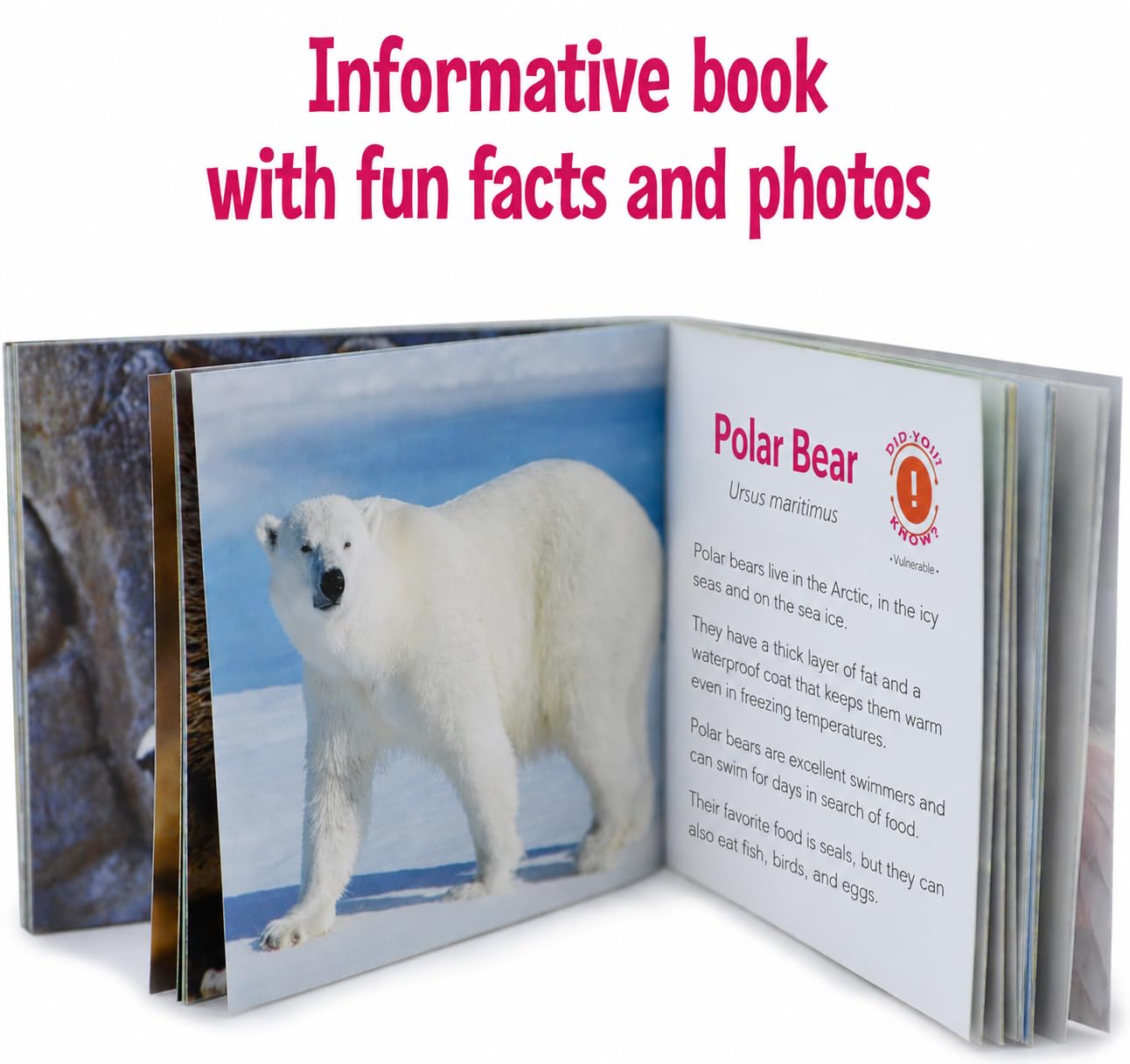Menique Wild Animals Memory Matching Game – Spanish Edition – 80 Cards (40 Pairs) with Real Photos – Educational Game in Spanish for Kids and Adults – Includes Booklet