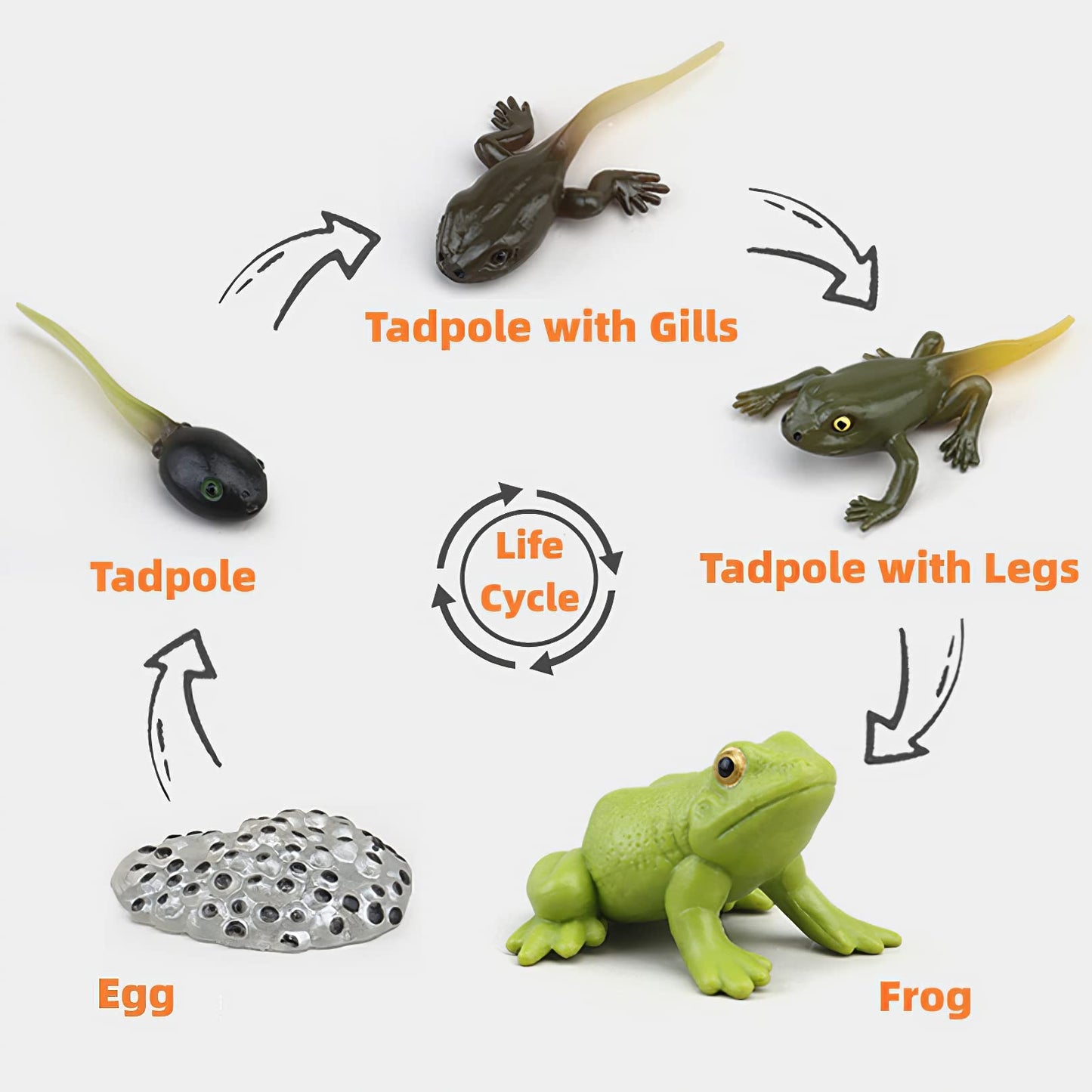 MIKNEKE Montessori Frog Life Cycle with Flash Cards, Plastic Insects Tadpole to Frog Kit Toy, Realistic Animal Figurines