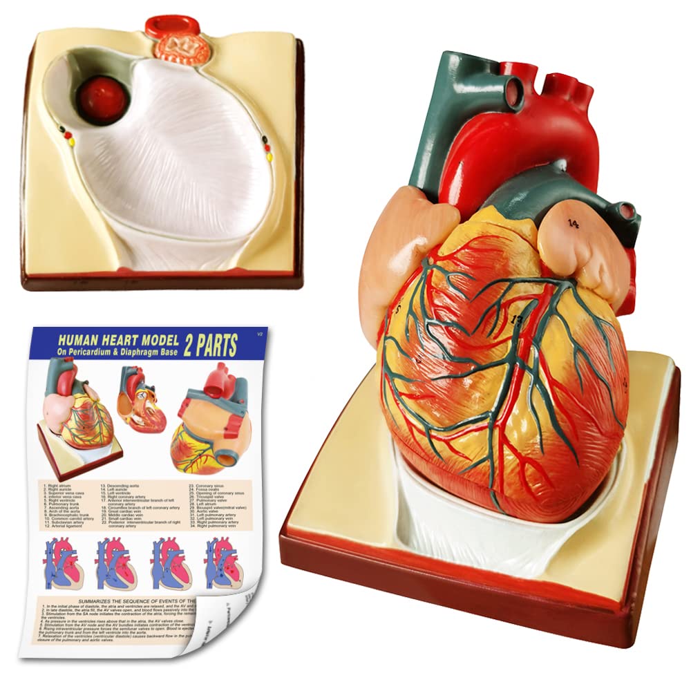 Human Skeleton Model,Heart Models-Best Anatomy Model Bundle Set of 3 Hands-on 3D Model Study Tools for Medical Student or as Educational Kit
