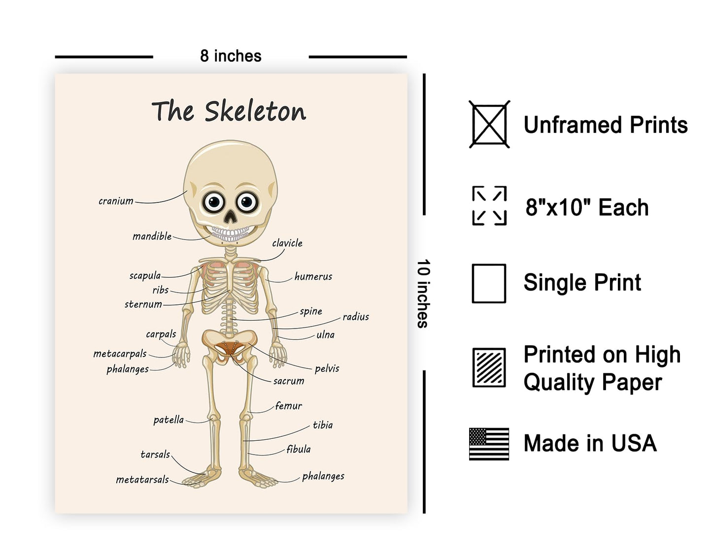 Poster Master The Skeleton Poster - Human Skeleton Print - Learning Materials Art - Science Art - Gift for Students & Teacher - Fun Decor for Classroom, Library or Nursery - 8x10 UNFRAMED Wall Art