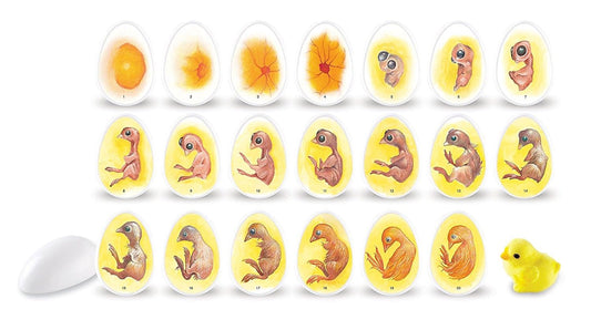 Learning Resources Chick Life Cycle Exploration Set - 21 Pieces, Ages 5+ Science Exploration Toys for Kids, Kindergartner Activities, Chicken Toys