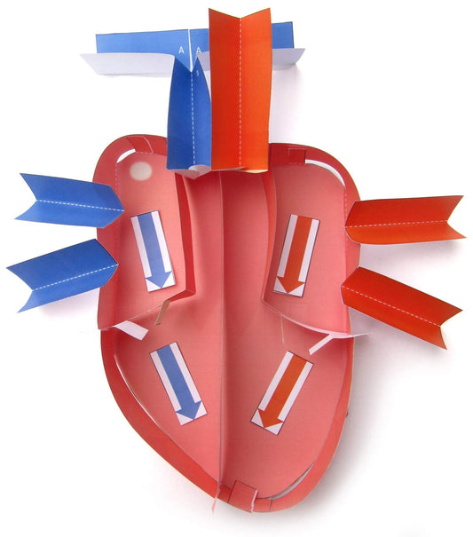 NewPath Learning Human Heart 3-D Paper Model Making Kit, Set/5 Full-Color, Paper Model Templates & Teacher Guide (24-7775)