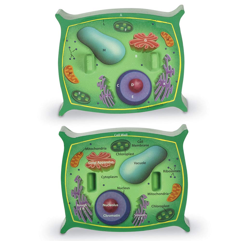 Learning Resources Cross-Section Plant Cell Model, Plant Anatomy, Science Classroom Accessories, 2 Foam Pieces