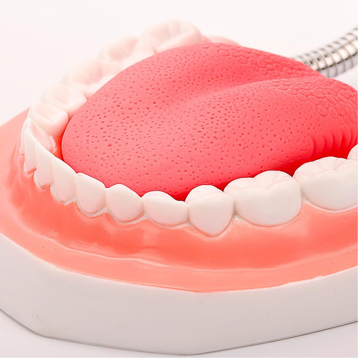 MINTOOTHPRO Giant Dental Model with Toothbrush, 6X Life Size Oral Demonstration Model, Full Mouth Typodont for Teaching, Student Study, Dentist Communication, Health Education Tool