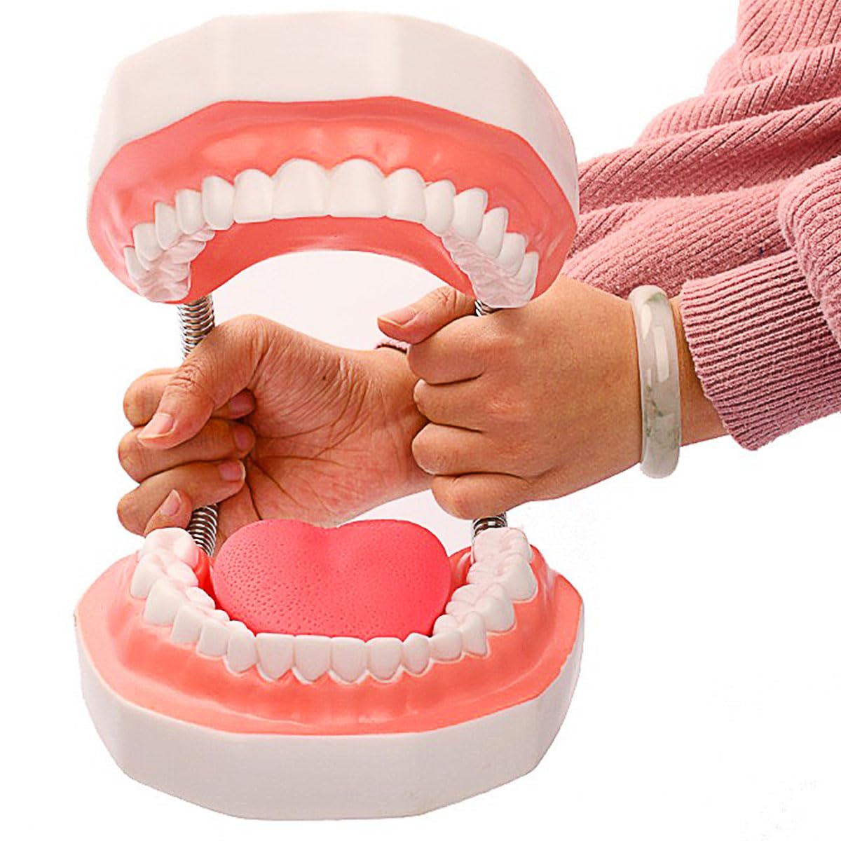 MINTOOTHPRO Giant Dental Model with Toothbrush, 6X Life Size Oral Demonstration Model, Full Mouth Typodont for Teaching, Student Study, Dentist Communication, Health Education Tool