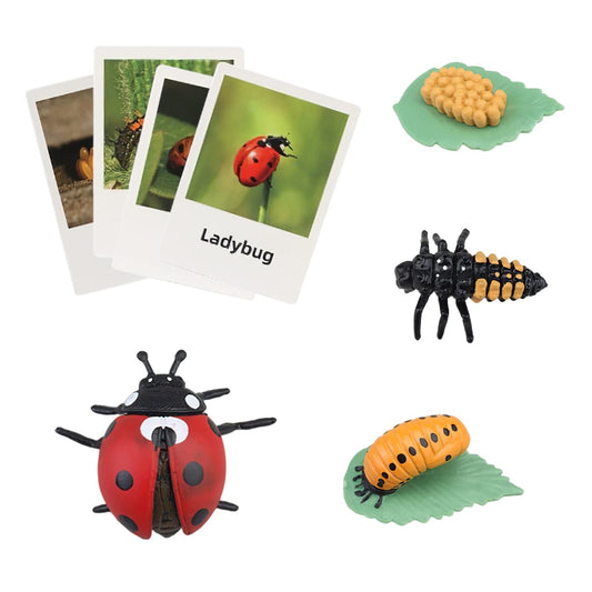 MIKNEKE Montessori Life Cycle Animal Figures with Flash Cards, Realistic Animal Figurines Toy, Educational Matching Game for 3+ Year Old Toddlers Kids (Ladybug)