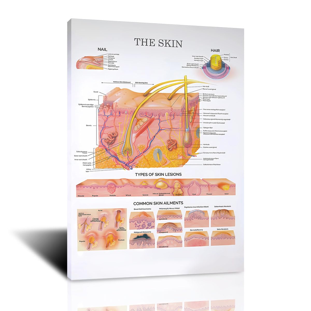 The Skin Anatomical Chart Poster – Dermatology Wall Art Aesthetician & Skincare Studio Decor Printable Educational Chart 16x24in Unframed