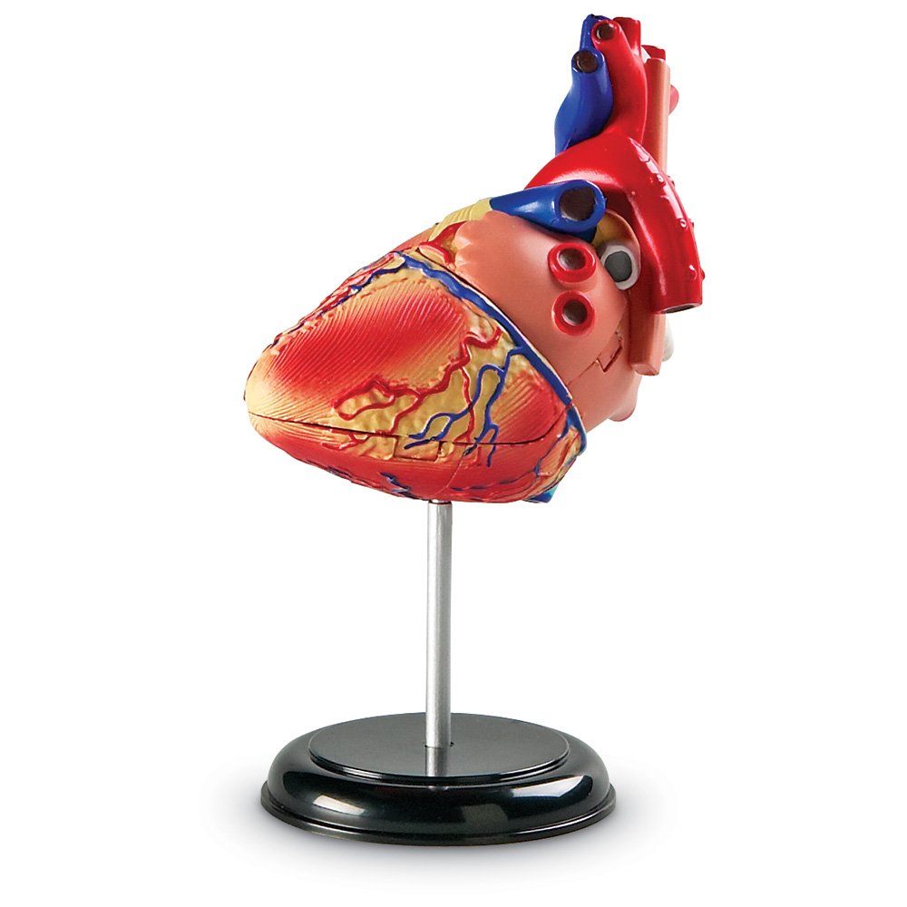 Learning Resources Human Heart Model, Anatomy and Science Classroom Must Haves, Body Model, STEM Study Tools, Back to School Kits, Homeschool Gifts for Students