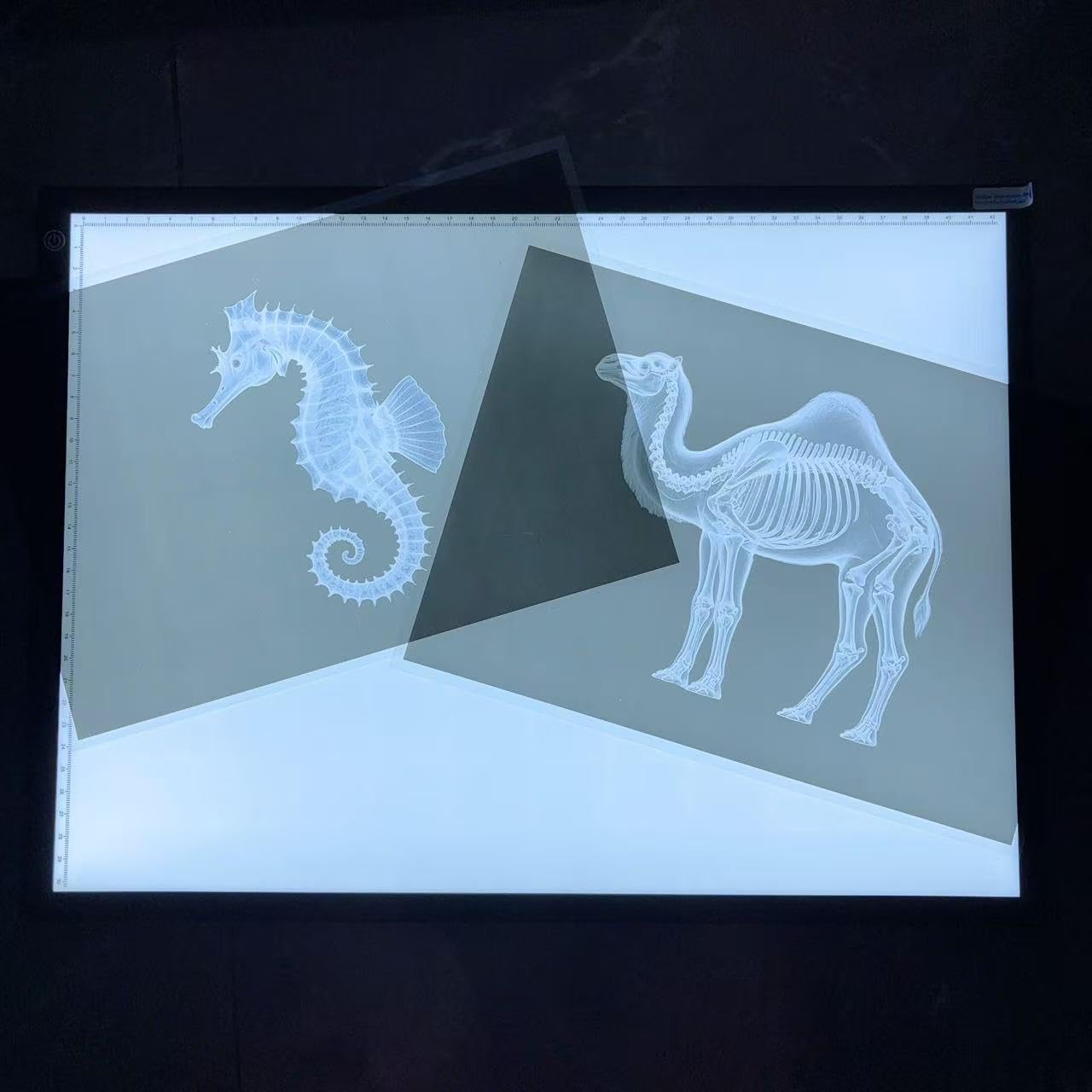 BAOGETONGLER Animal X-ray Educational Set 15 Pieces for Light Table Science Learning