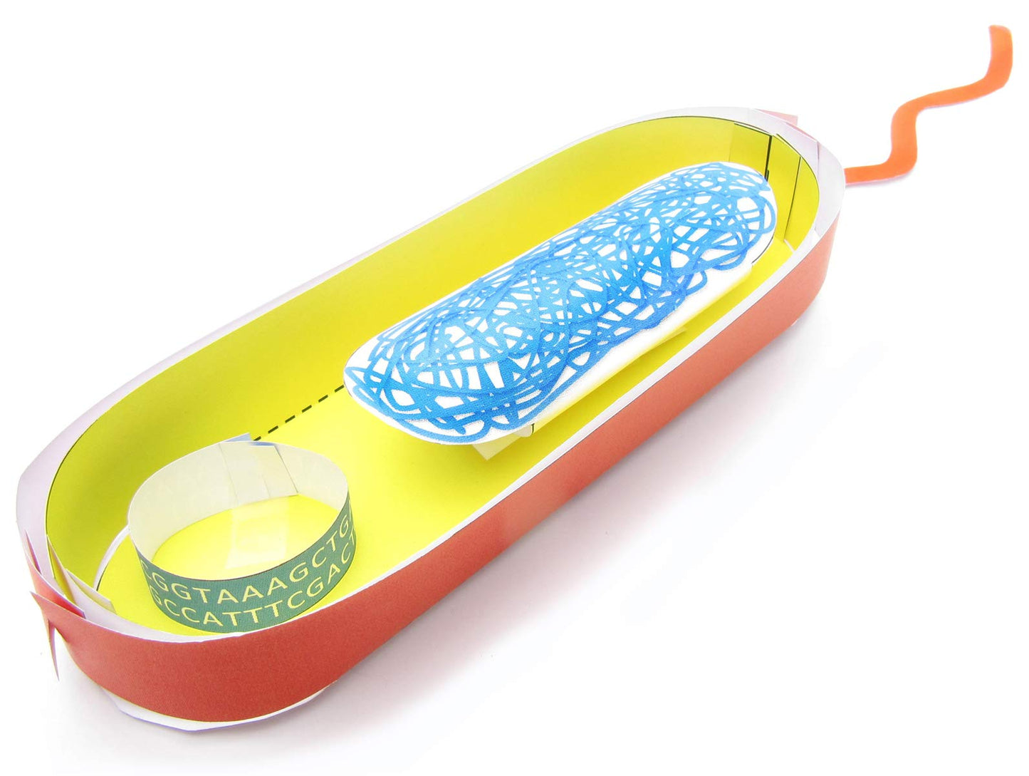 NewPath Simple Bacterial Cell 3-D Paper Model Making Kit - Individual Student Edition (24-7730)
