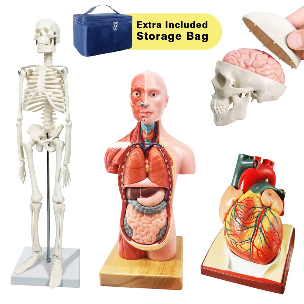 Human Skeleton Model,Skull Model,Heart Models-Best Anatomy Model Bundle Set of 3 Hands-on 3D Model Study Tools for Medical Student or as Educational Kit for Kids