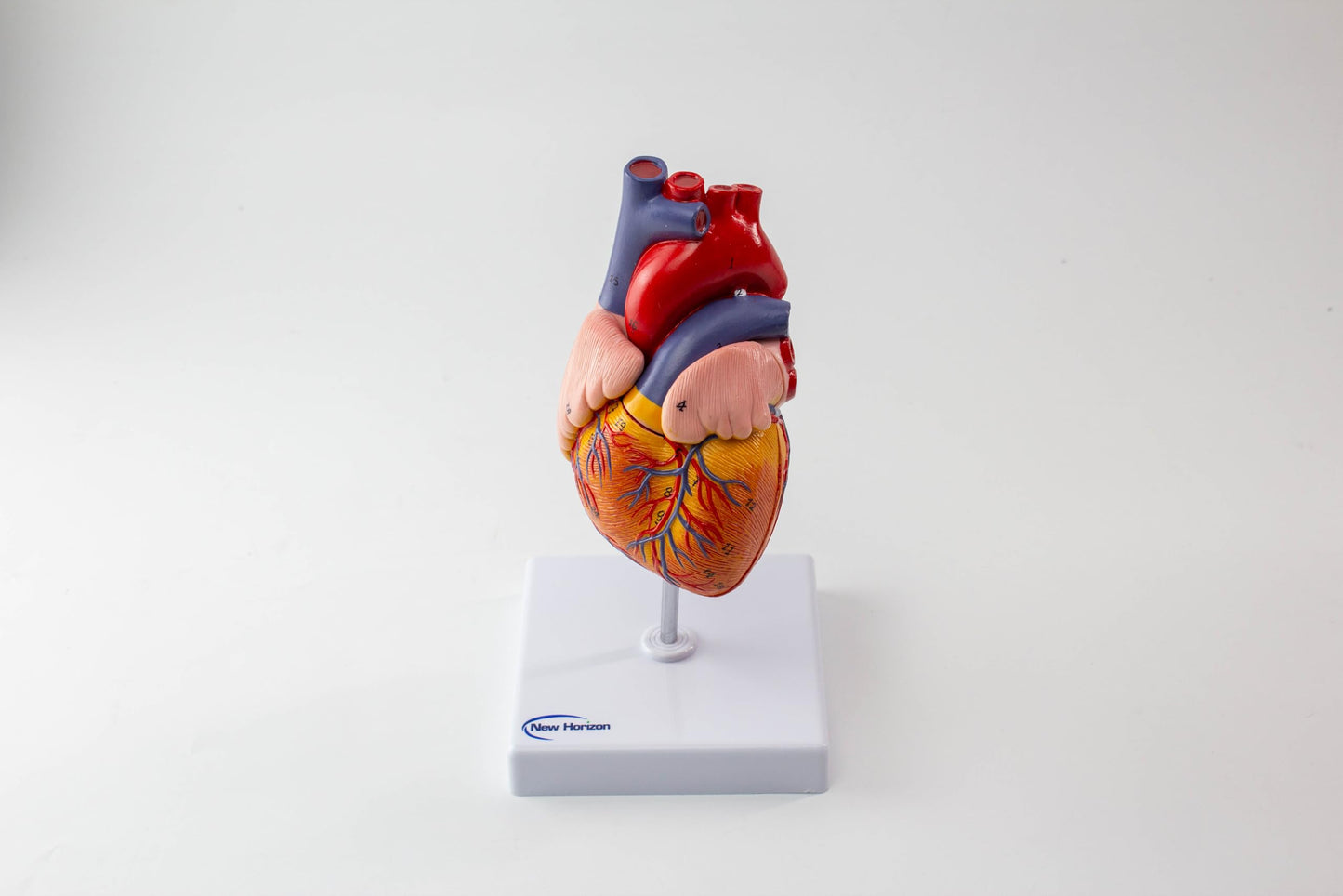 NEW HORIZON 2-Parts Life Size Human Heart Anatomical Model,48 Accurate Numbered Structures Cardiac,Anatomy Model,Number Manual,Magnets,Display Base,for Classroom Cardiology Resuscitation mannequins