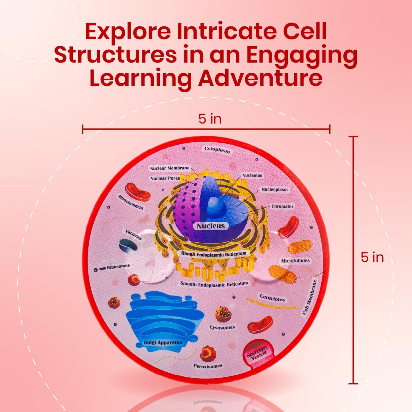 Merhoff & Larkin Animal & Plant Cell Cross Sectional Foam Models Bundle | Great for Classroom Learning, Teaching & STEM Kits | Clearly Labeled Organelles | Useful for Biology, Anatomy & Scie