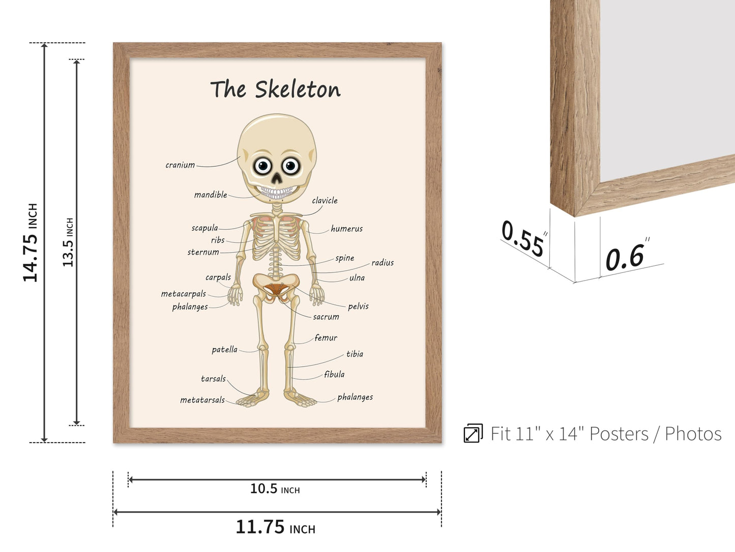 Poster Master The Skeleton Poster - Human Skeleton Print - Learning Materials Art - Science Art - Gift for Students & Teacher - Fun Decor for Classroom, Library or Nursery, 11x14 Beige Framed