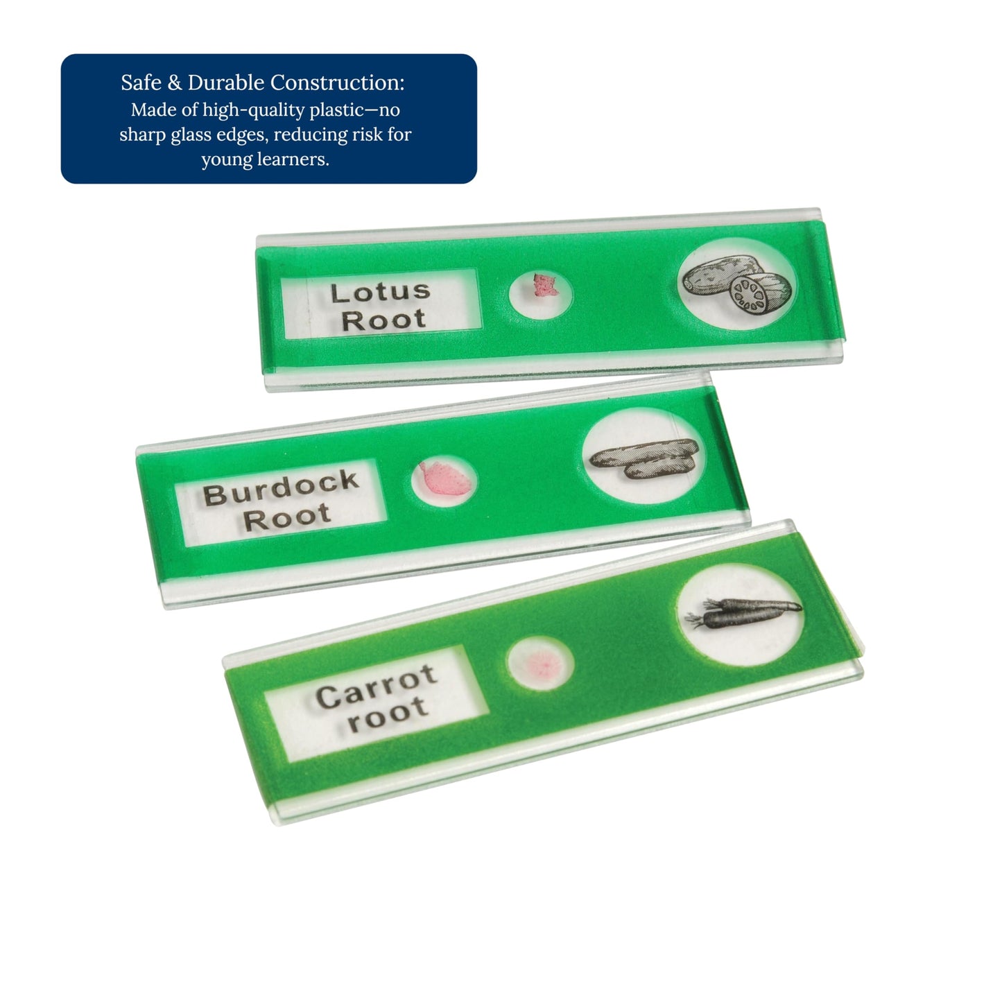 Prepared Microscope Slides for Kids – 24 Plastic Plant & Vegetable Specimens with Labels & Images – Safe, Durable Biology Science Kit for Students Ages 8+