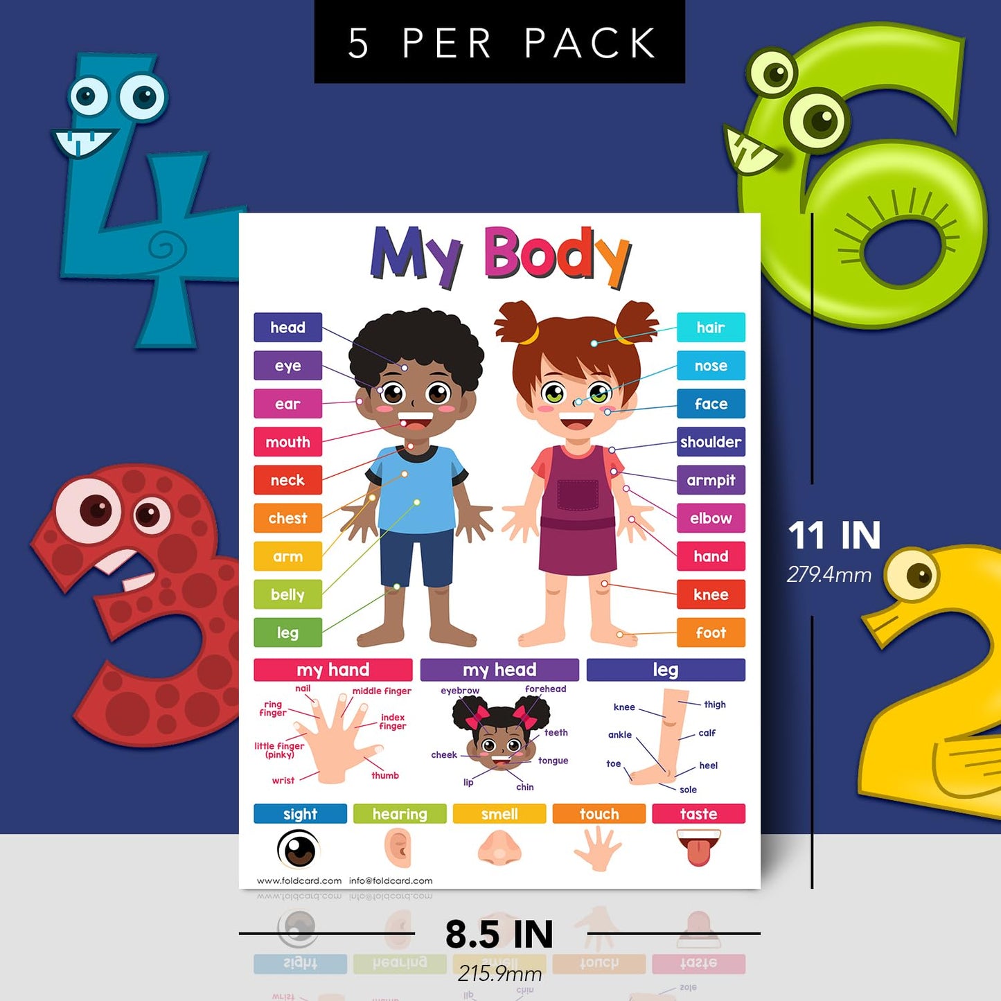 Educational Charts for Preschool to Grade 1 – Bright and Colorful Educational Visual / Learning Aid Wall Art Poster for Classroom or Home | Glossy Durable Cardstock | 8.5" x 11" | 5 per Pack (My Body)