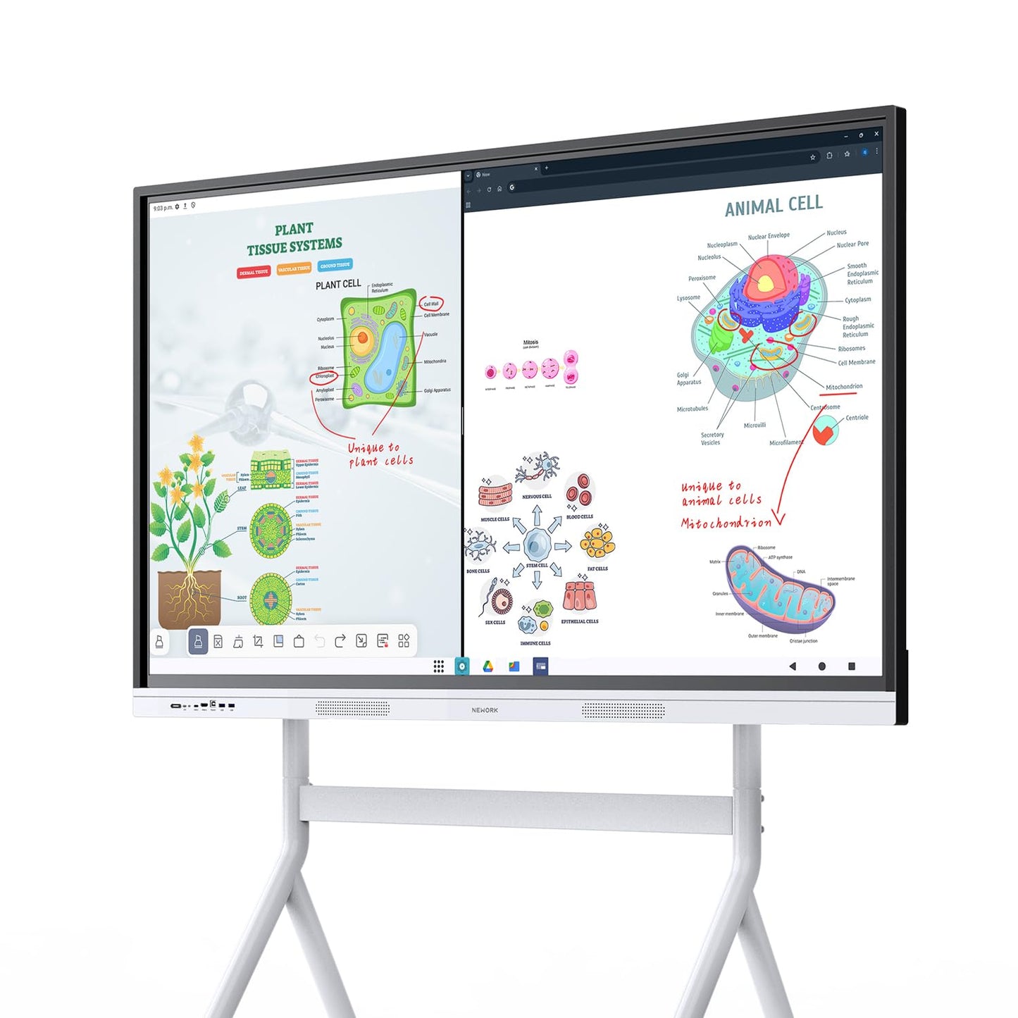 NEWORK 55 Inch Interactive Whiteboard with Mobile Cart, Smart Board for Classroom, Digital Whiteboard with Google EDLA-Certified(Wall Mount Included)