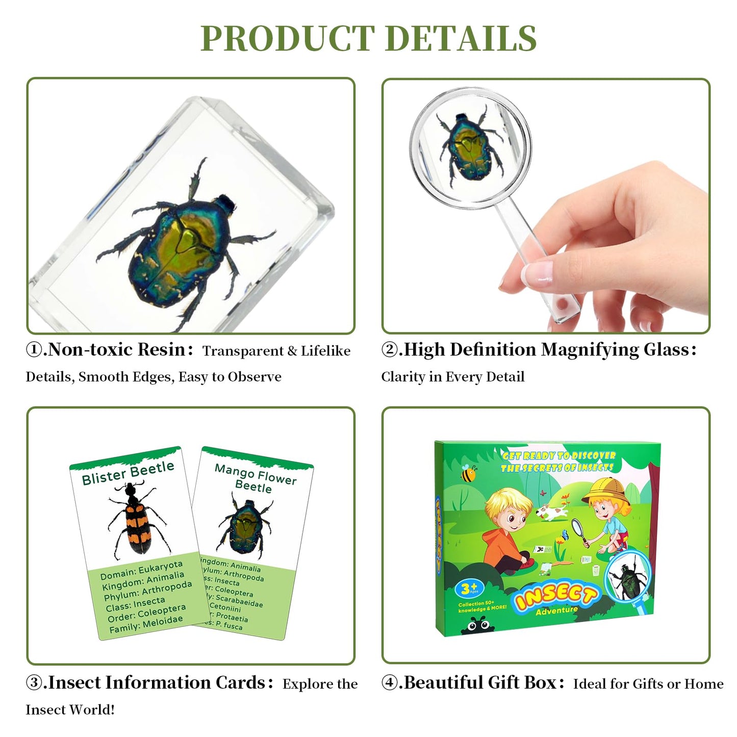 12Pcs Insect Specimens Set, Real Insect Taxidermy in Resin Specimens with Magnifier & Info Cards, Unique Science Classroom Science Education Animal Specimens, Bug Preserved, Oddities, Biology
