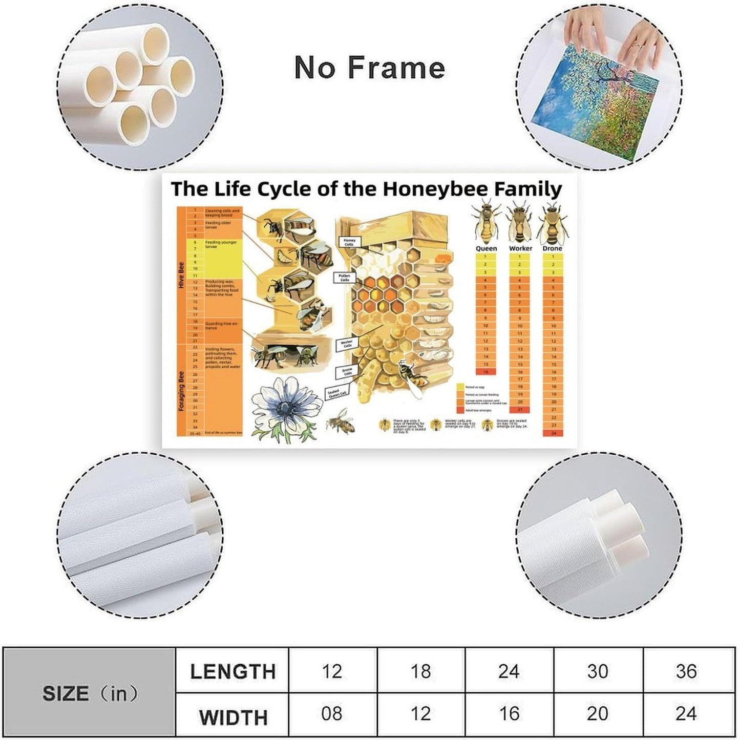 Honeybee Life Cycle Educational Poster Bee Family Development Chart for Classroom, Homeschool & Beekeeping Enthusiasts Canvas Print 24x16inch(60x40cm) Unframe-Style