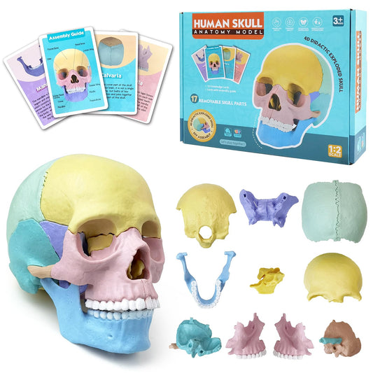 Merinden Mini Human Anatomy Skull Model, 17 Parts Half Life Size Colored Human Skull Model with 10 Educational Knowledge Cards for Medical Science Education Study or Teaching